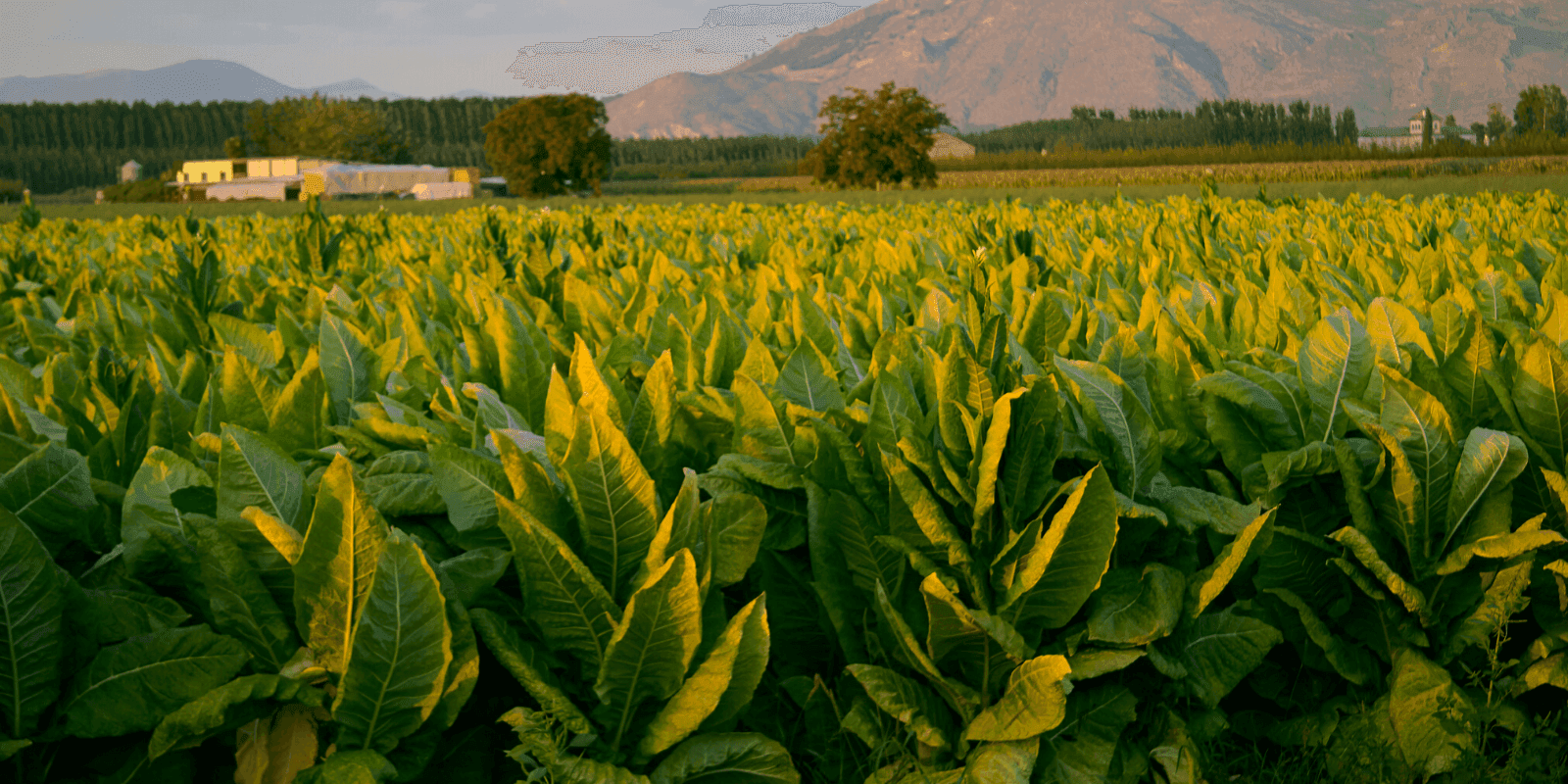 Sustainable Tobacco Production: Challenges, Solutions, and Best Practices