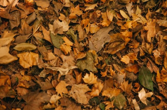 Revolutionizing Tobacco Economics: Harnessing Stem Expansion for Cost-Effective Production