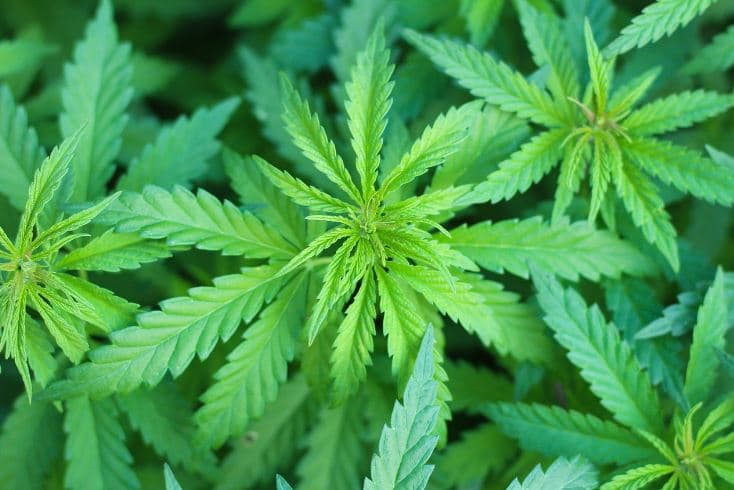 Comprehensive Guide To Using CBD Cigarette Machines