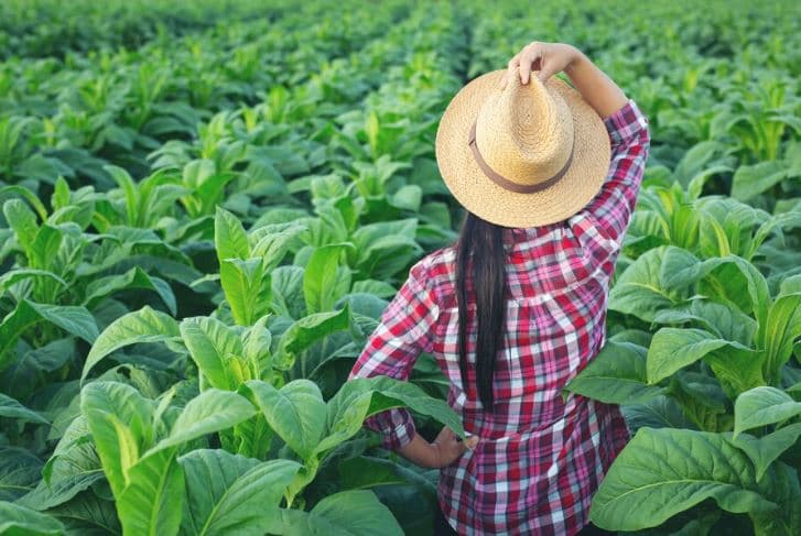 Pakistani Tobacco Imports & Export : Meeting Global Demand with Quality