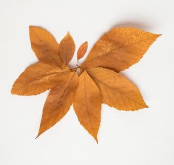 Middle Matured Oriental (MMO) Tobacco: Uses, Benefits, and Buying Guide