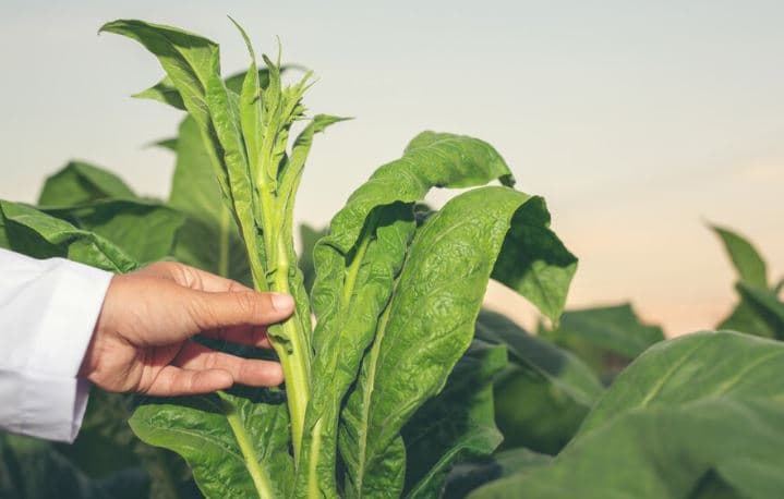 Where to Buy Tobacco Leaves