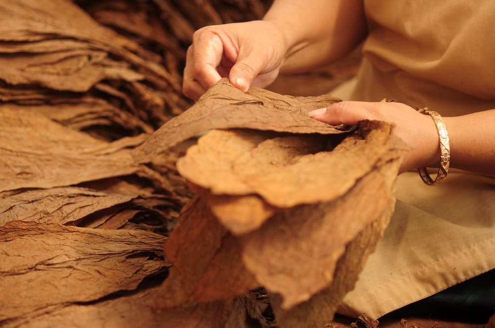 Top 10 Expert Tips for Efficient Tobacco Leaf Processing